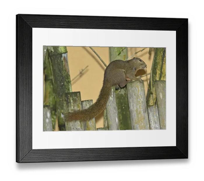 Framed Print : Banana squirrel (Callosciurus notatus) Framed Print : Banana squirrel (Callosciurus notatus)
