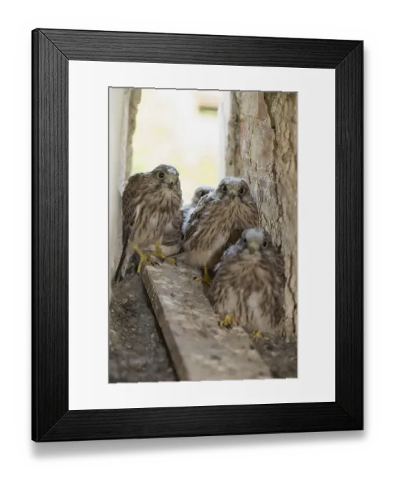 Framed Print : Kestrel (Falco tinnunculus)