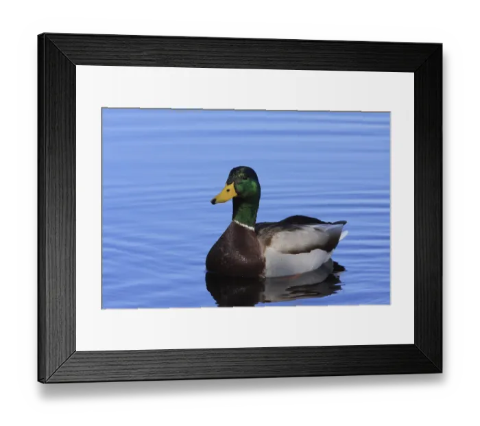 Framed Print : Mallard drake (Anas platyrhynchos) Framed Print : Mallard drake (Anas platyrhynchos)