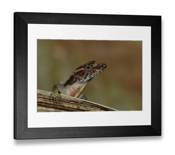 Framed Print : Portrait of an anole (Norops capito) Framed Print : Portrait of an anole (Norops capito)