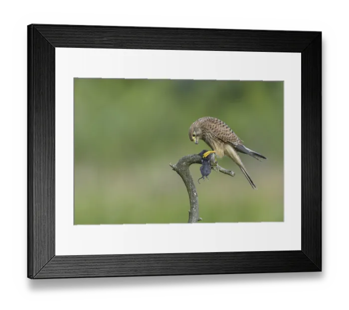 Framed Print : Kestrel (Falco tinnunculus)