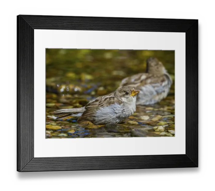 Framed Print : House sparrow - young bird drinking (Passer domesticus)