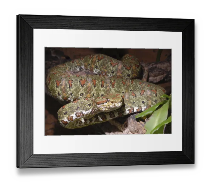Framed Print : Griffin-tailed lance adder (Bothriechis schlegelii) Framed Print : Griffin-tailed lance adder (Bothriechis schlegelii)