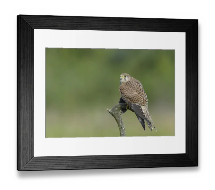Framed Print : Kestrel (Falco tinnunculus)