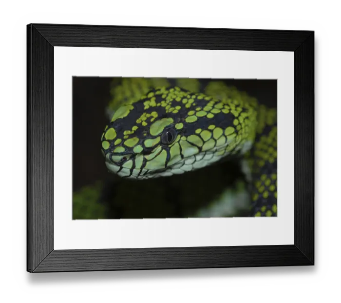 Framed Print : Sumatran bamboo otter (Trimeresurus sumatranus)