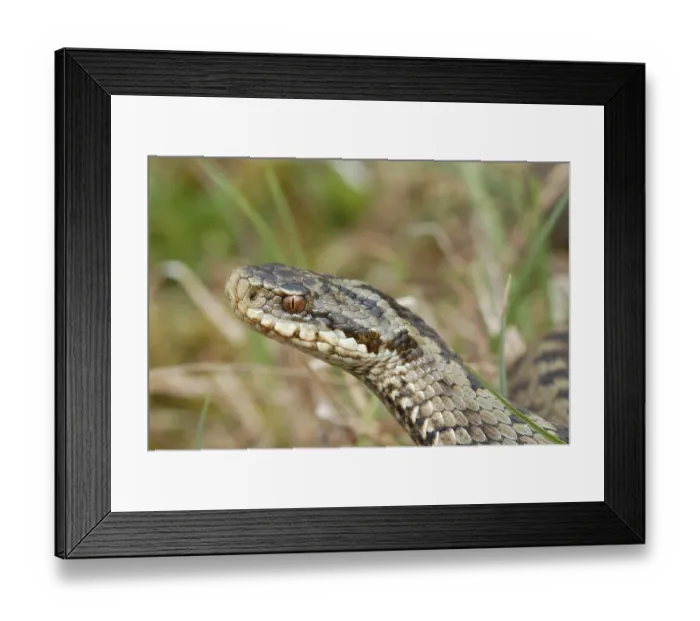 Framed Print : Adder (Vipera berus) Framed Print : Adder (Vipera berus)