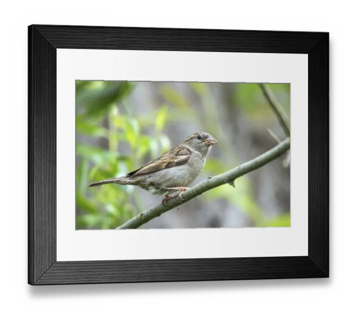 Framed Print : House sparrow - female with food (Passer domesticus)