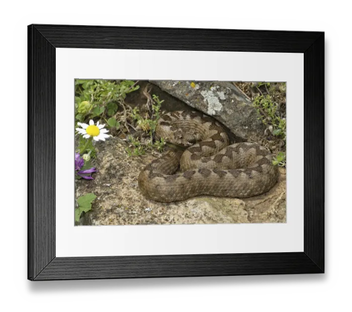 Framed Print : Southern horned viper (Vipera ammodytes meridionalis)