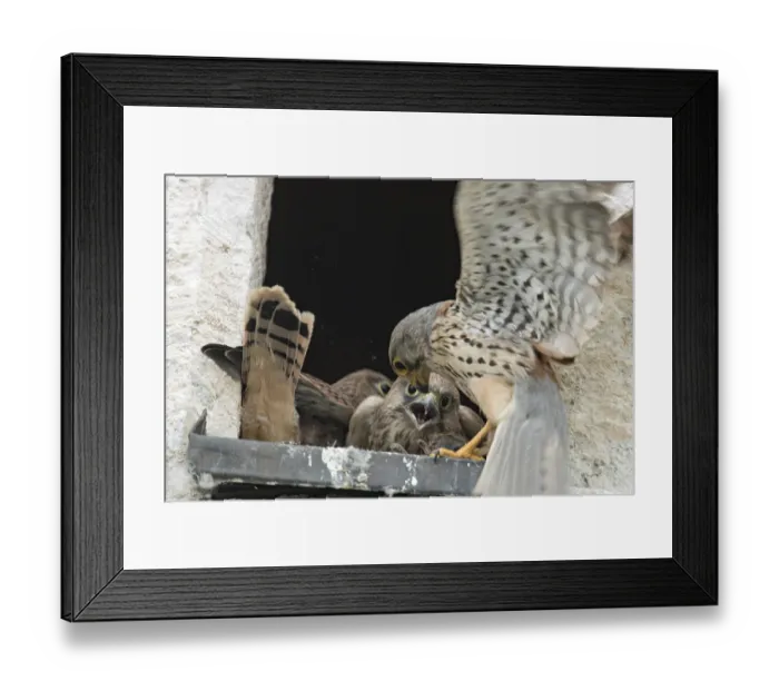 Framed Print : Kestrel (Falco tinnunculus)