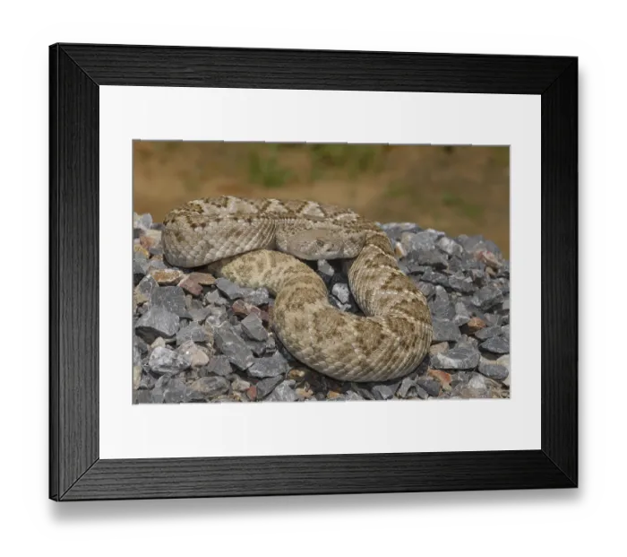 Framed Print : Texas rattlesnake (Crotalus atrox) Framed Print : Texas rattlesnake (Crotalus atrox)