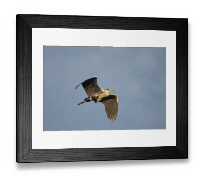 Framed Print : Grey heron (Ardea cinerea)