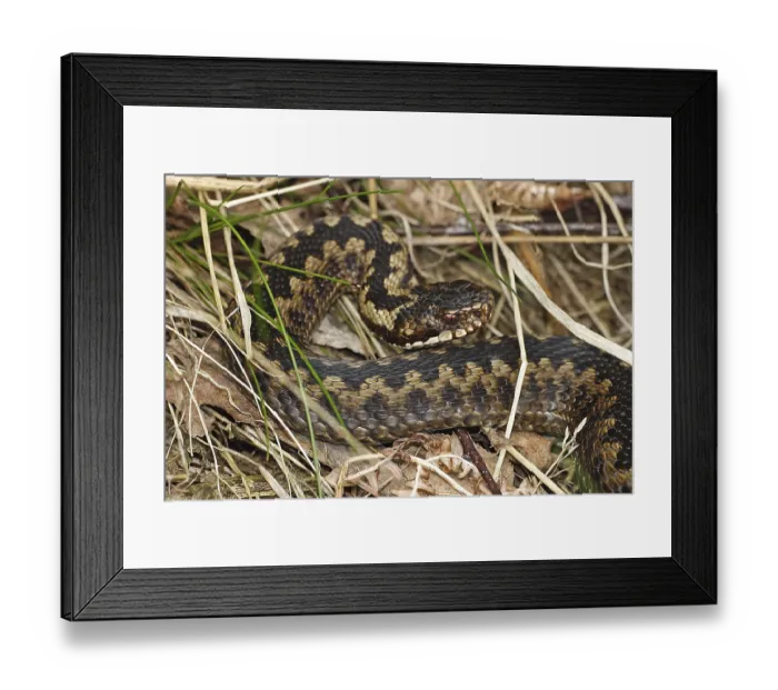 Framed Print : Adder, head shields, iris, pupil (Vipera berus)