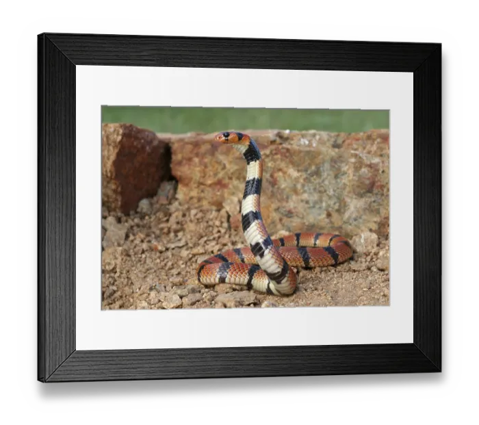 Framed Print : (Aspidelaps lubricus)