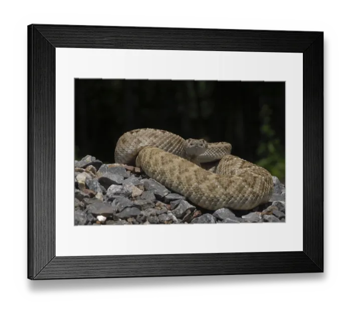 Framed Print : Texas rattlesnake (Crotalus atrox) Framed Print : Texas rattlesnake (Crotalus atrox)