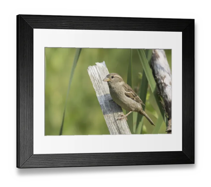 Framed Print : House Sparrow (Passer domesticus) (Passer domesticus) Framed Print : House Sparrow (Passer domesticus) (Passer domesticus)