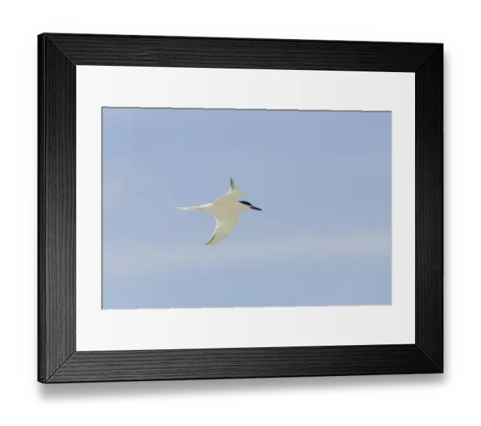 Framed Print : Sandwich tern (Sterna sandvicensis)