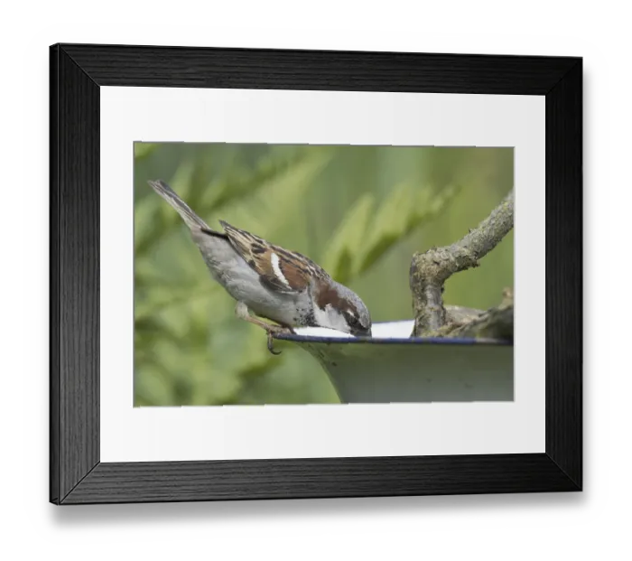 Framed Print : House Sparrow (Passer domesticus) (Passer domesticus) Framed Print : House Sparrow (Passer domesticus) (Passer domesticus)