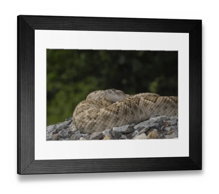 Framed Print : Texas rattlesnake (Crotalus atrox) Framed Print : Texas rattlesnake (Crotalus atrox)