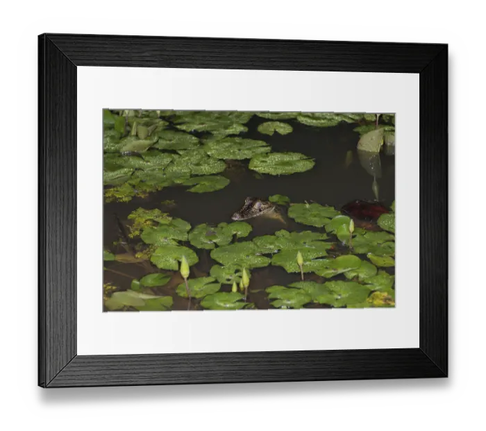 Framed Print : Spectacled caiman (Caiman c. fuscus) Framed Print : Spectacled caiman (Caiman c. fuscus)