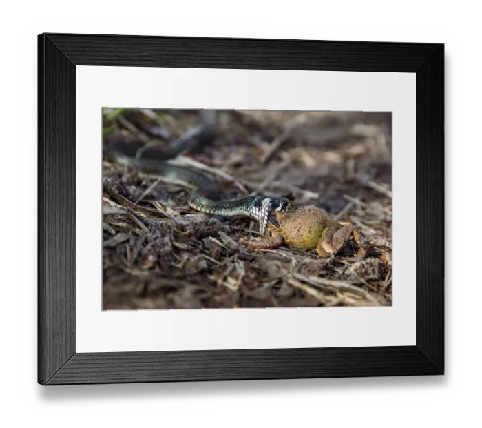 Framed Print : Grass snake (Natrix natrix)