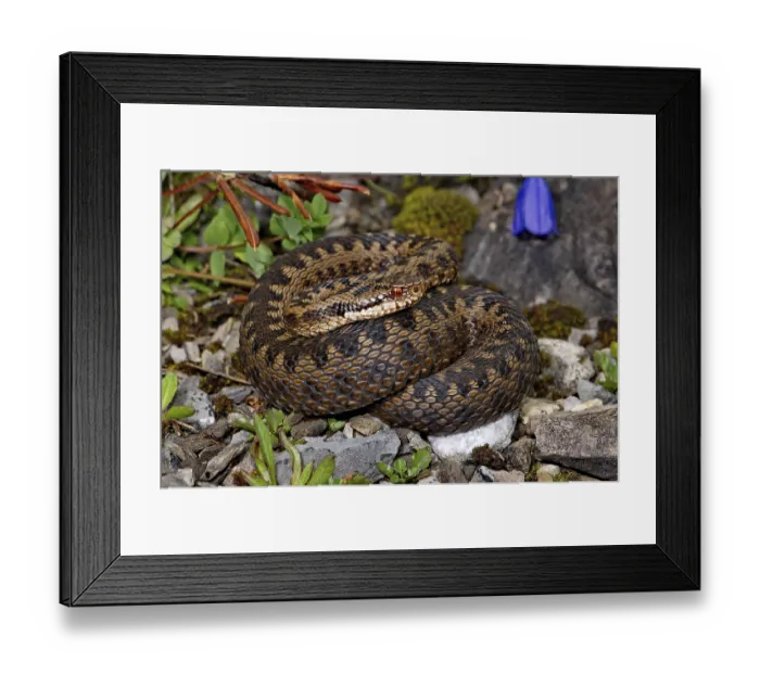 Framed Print : Adder (Vipera b. berus) Framed Print : Adder (Vipera b. berus)