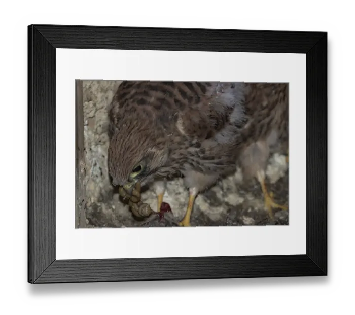 Framed Print : Kestrel (Falco tinnunculus)