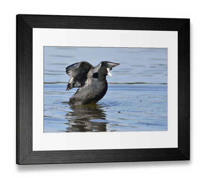 Framed Print : Eurasian Coot (Fulica atra) Framed Print : Eurasian Coot (Fulica atra)