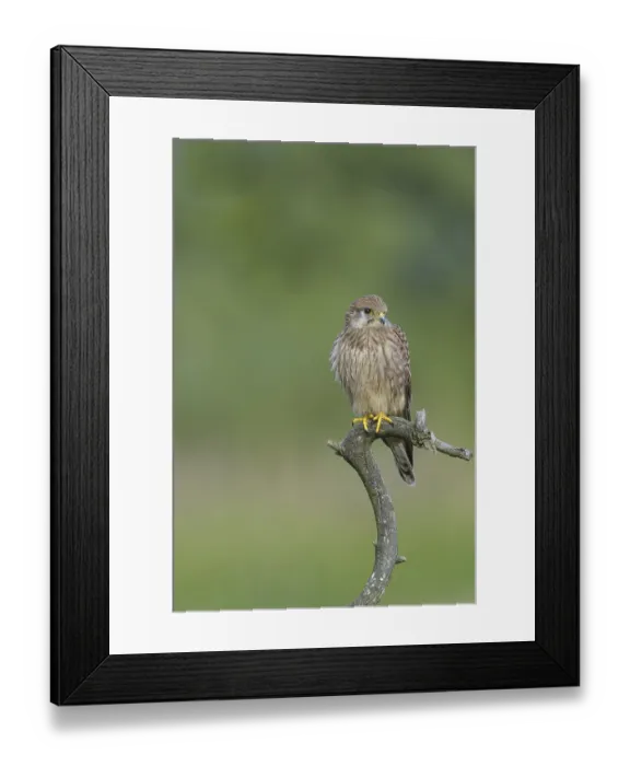 Framed Print : Common Kestrel