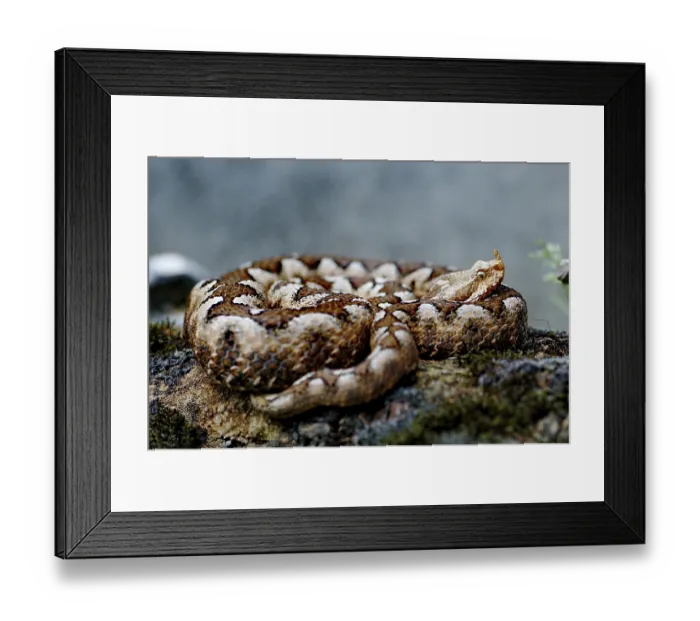 Framed Print : Horned or sand adder (Vipera a. ammodytes)