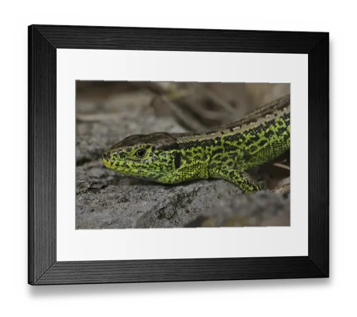 Framed Print : Sand lizard (Lacerta a. agilis)