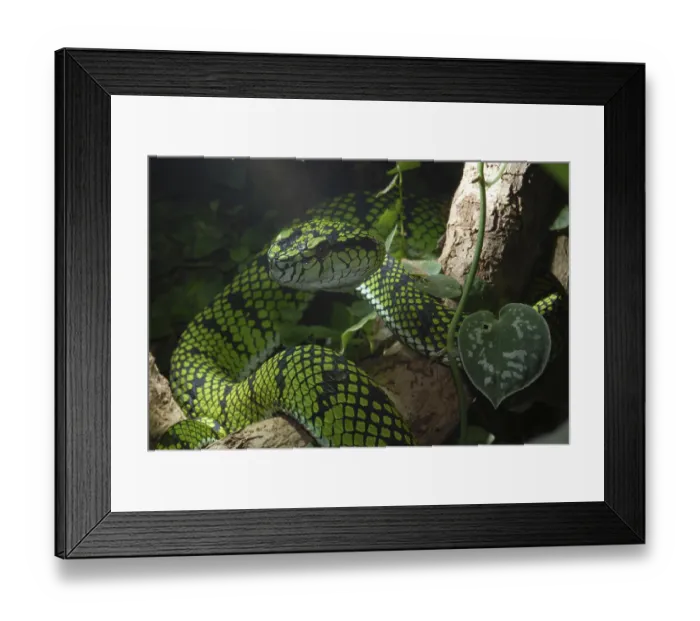 Framed Print : Sumatran bamboo otter (Trimeresurus sumatranus) Framed Print : Sumatran bamboo otter (Trimeresurus sumatranus)
