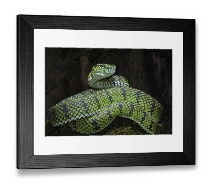 Framed Print : Sumatran bamboo otter (Trimeresurus sumatranus)