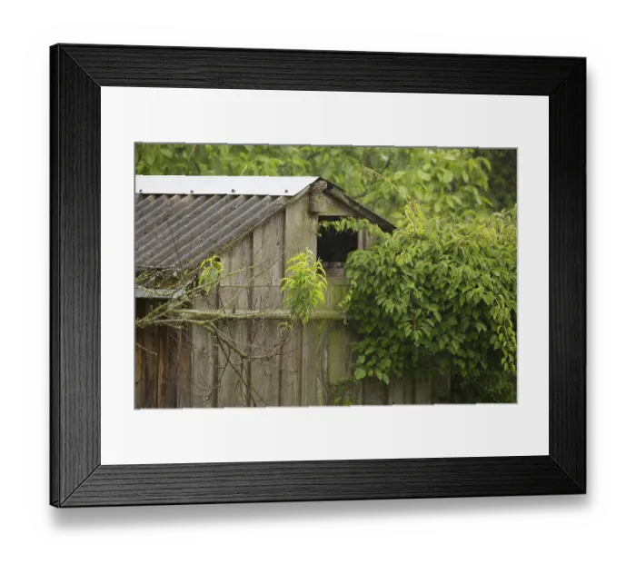 Framed Print : Little owl (Athene noctua)