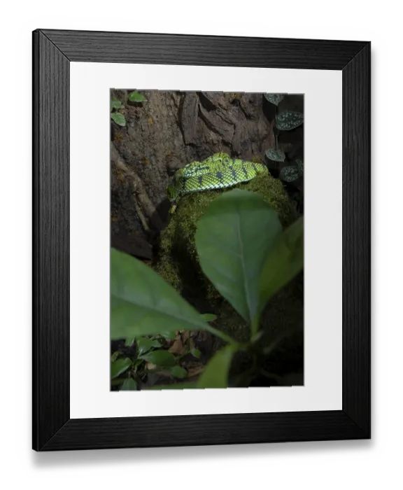 Framed Print : Sumatran bamboo otter (Trimeresurus sumatranus) Framed Print : Sumatran bamboo otter (Trimeresurus sumatranus)