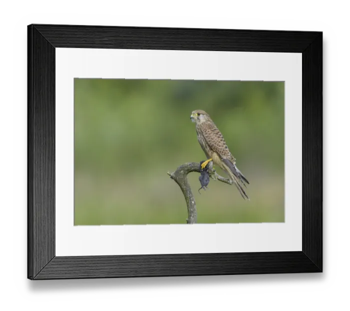 Framed Print : Kestrel (Falco tinnunculus) Framed Print : Kestrel (Falco tinnunculus)