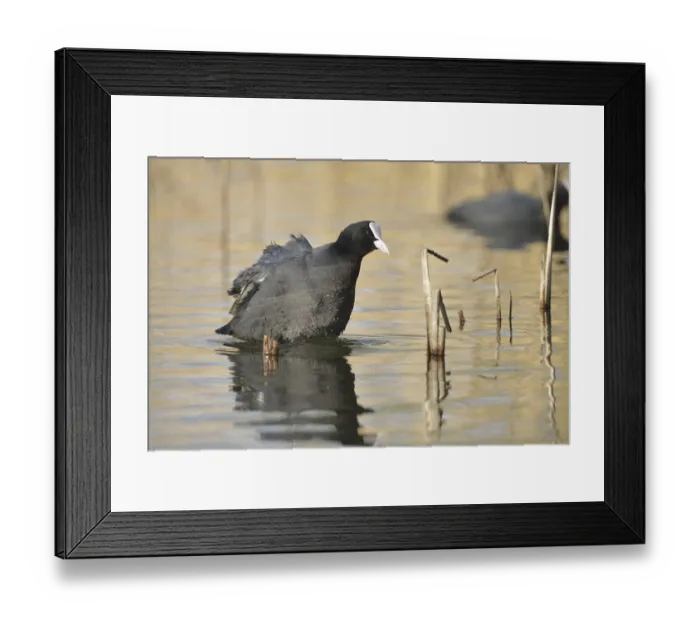 Framed Print : Eurasian Coot (Fulica atra)