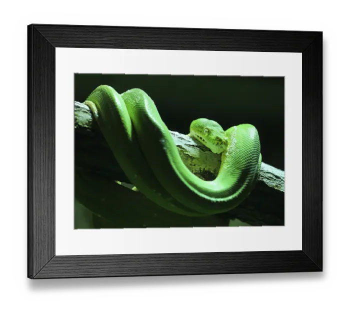 Framed Print : Green tree phytophyton (Morelia viridis) Framed Print : Green tree phytophyton (Morelia viridis)