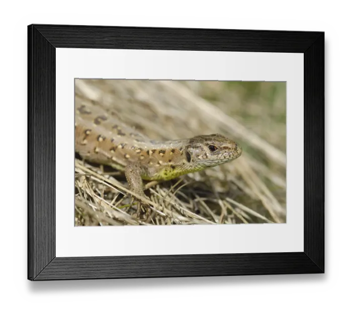 Framed Print : Sand lizard (Lacerta agilis agilis)
