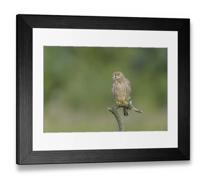 Framed Print : Common Kestrel