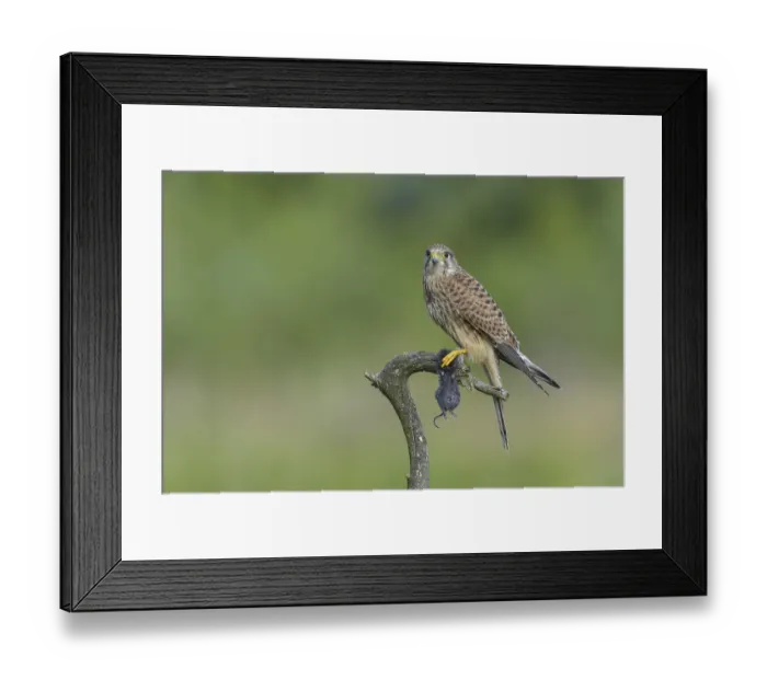 Framed Print : Common Kestrel Framed Print : Common Kestrel