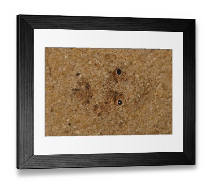 Framed Print : Namib Dwarf Otter (Bitis peringueyi)