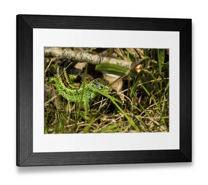 Framed Print : Sand lizard (Lacerta a. agilis)