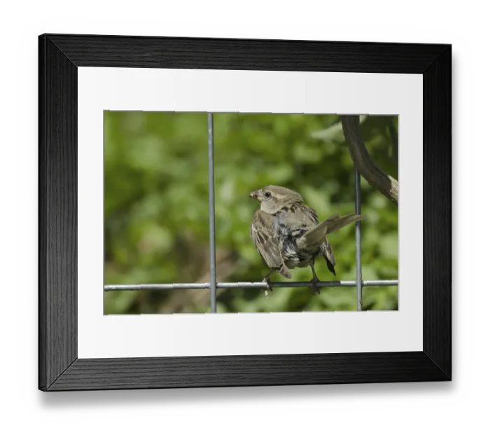 Framed Print : House sparrow, female (Passer domesticus)