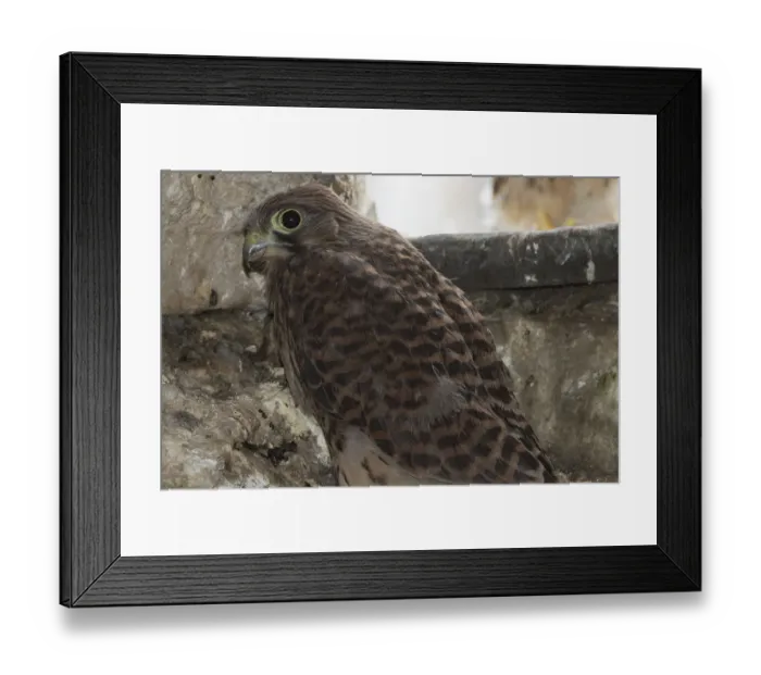 Framed Print : Kestrel (Falco tinnunculus)