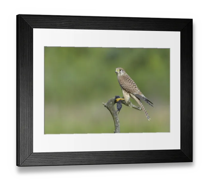 Framed Print : Kestrel (Falco tinnunculus)