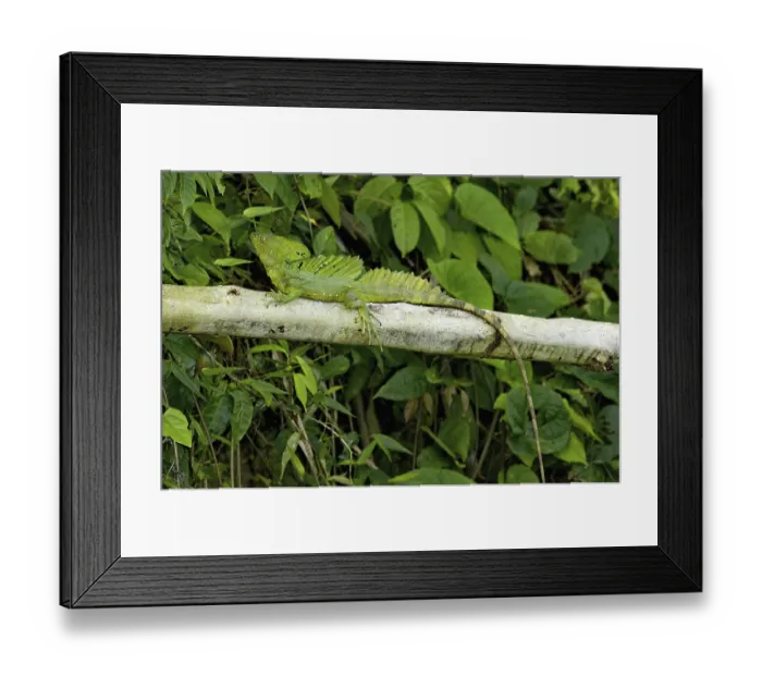 Framed Print : Frontal lobe basilisk (Basiliscus plumifrons) Framed Print : Frontal lobe basilisk (Basiliscus plumifrons)