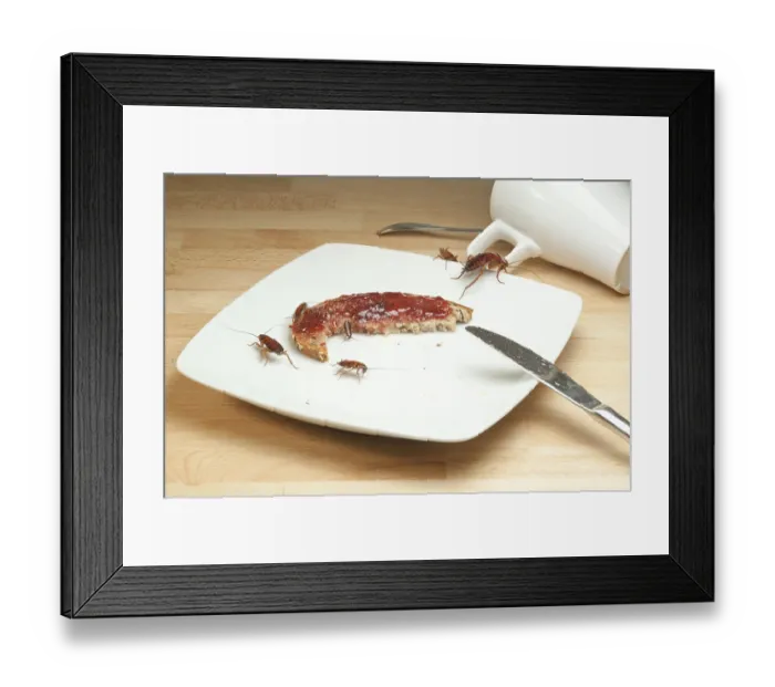 Framed Print : Cockroach (Periplaneta americana)