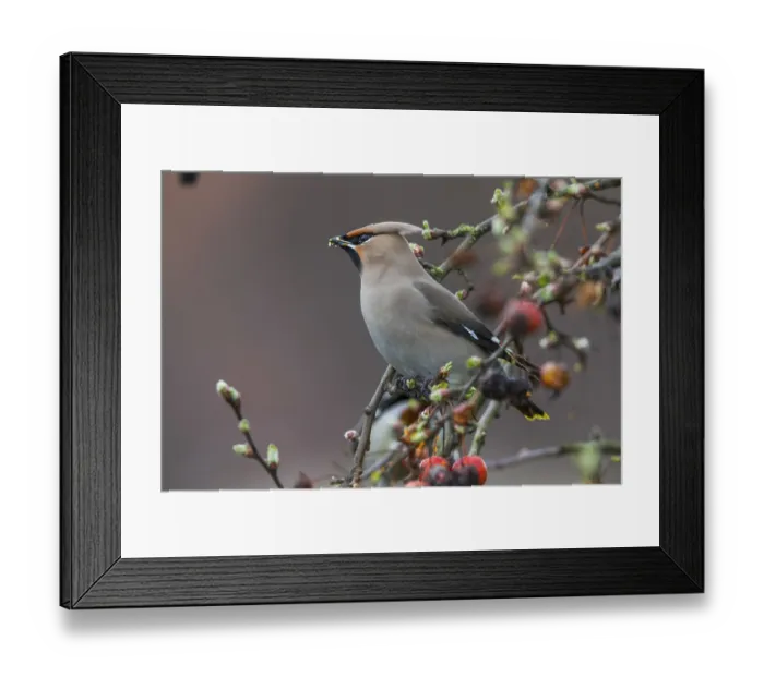 Framed Print : Waxwing (Bombycilla garrulus)