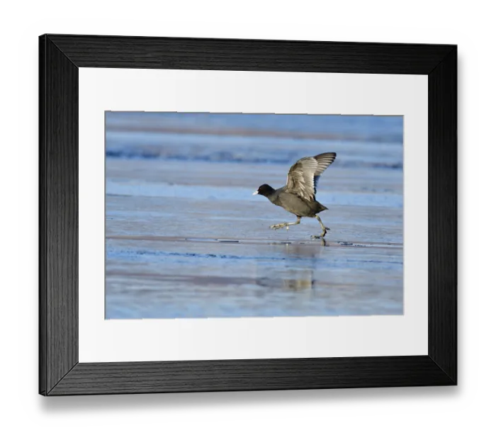 Framed Print : Eurasian Coot (Fulica atra) Framed Print : Eurasian Coot (Fulica atra)