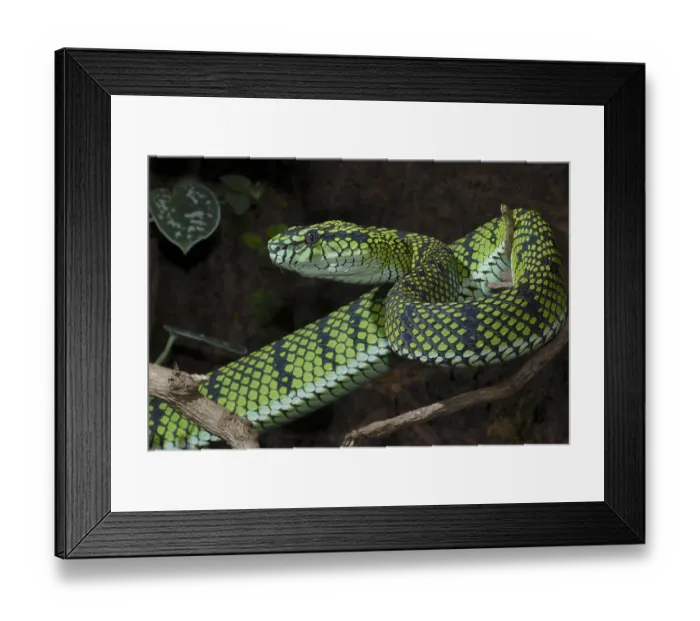Framed Print : Sumatran bamboo otter (Trimeresurus sumatranus) Framed Print : Sumatran bamboo otter (Trimeresurus sumatranus)